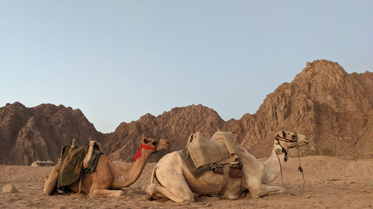 Como o Camelo Sobrevive no Deserto?