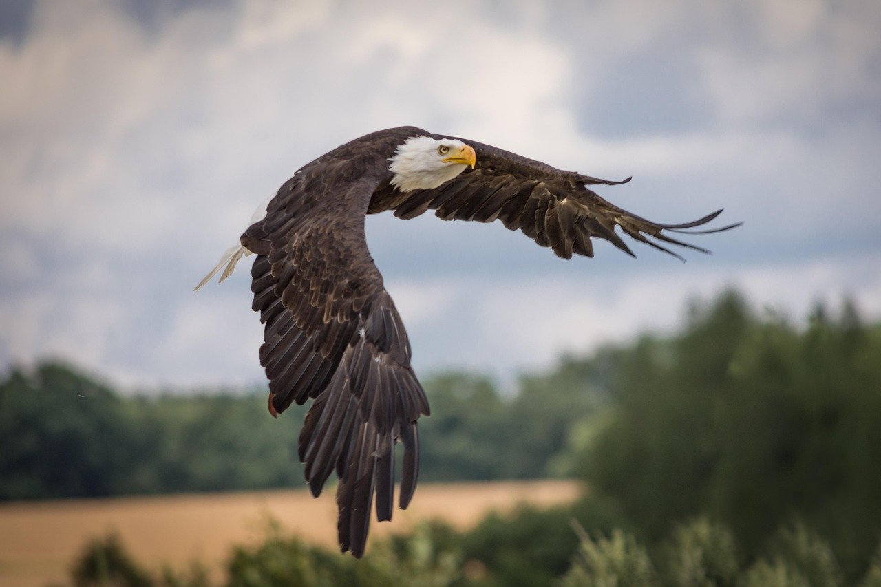 Por que a Águia é uma das Aves Mais Impressionantes da Natureza?