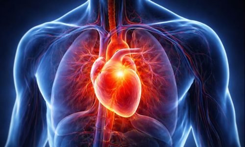 Por que o Coração Nunca Para de Bater?