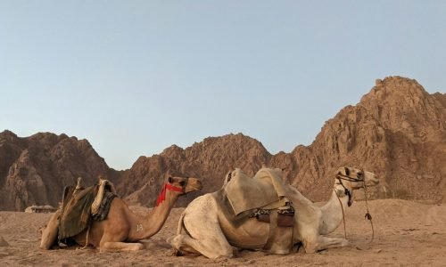 Como o Camelo Sobrevive no Deserto?