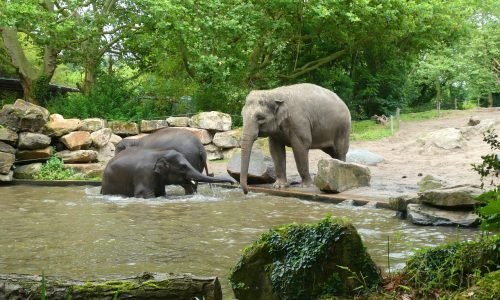 Os Animais Mais Inteligentes do Mundo