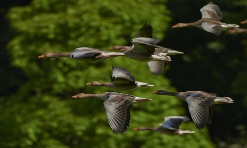 Animais que nunca se perdem: como eles se orientam na natureza