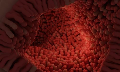 Qual é o Papel do Intestino na Saúde do Corpo?