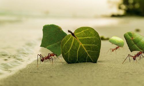 Curiosidades sobre as Formigas