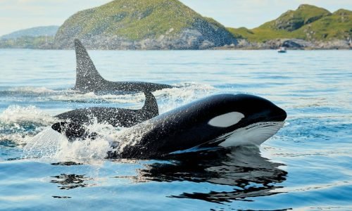 Curiosidades sobre as Formigas